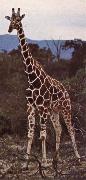 unknow artist, Livsrummet had shrank ago giraffe pa its hemkontinent